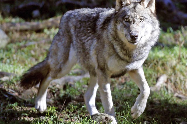 In 1990 wolves were declared a protected species in Germany