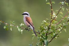 Read more

The unexpected and cheering return of the red-backed shrike