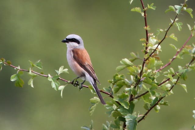 An adult male Red Backed Shrike rests on a branch at Lake Farm Country Park on July 21, 2012 in Hayes, England.