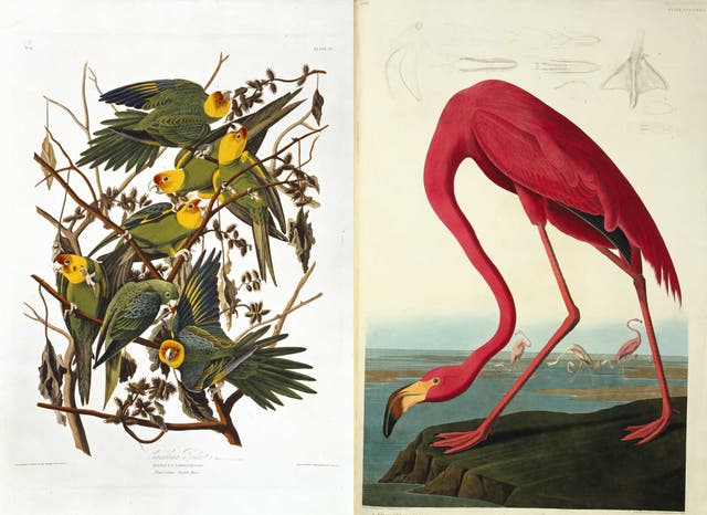 If nature, like rock and roll, had a hall of fame, this would be it. The Natural History Museum's 'Treasures' gallery will display 22 of the finest items from their archive, including JJ Audubon's seminal book, Birds of America. From Friday, <a href="http://nhm.ac.uk" target="_blank">nhm.ac.uk</a>