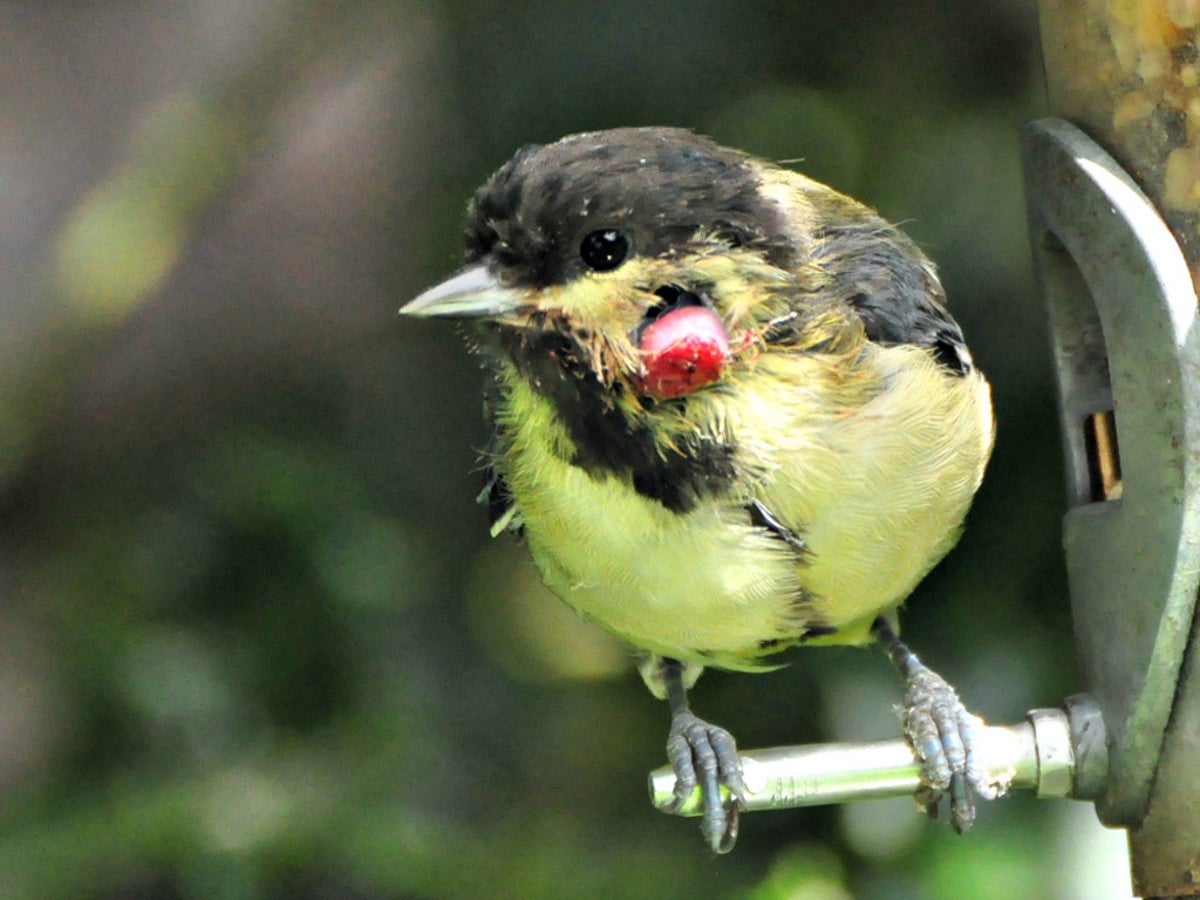 Great tit under threat from mosquito borne virus that is sweeping the  country | The Independent | The Independent