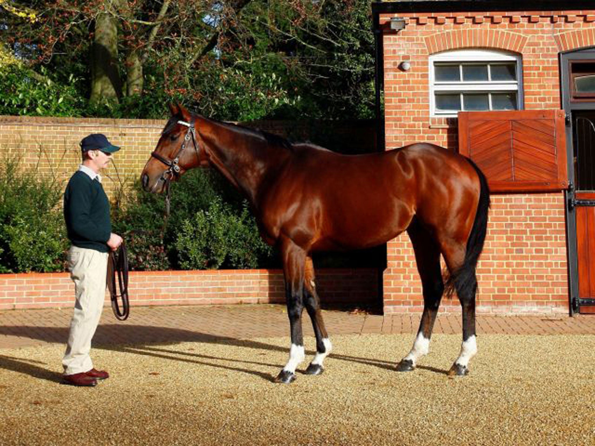 Frankel on show at Banstead Manor Stud, near Newmarket, yesterday