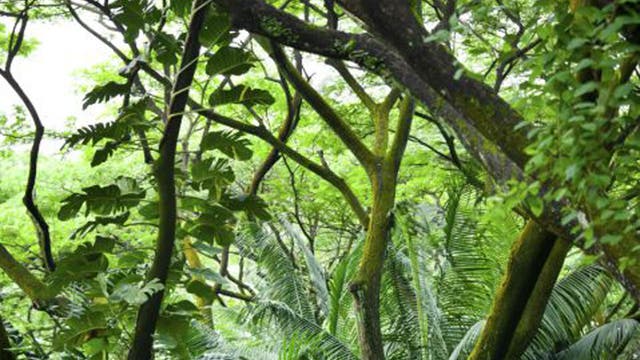 Away from the Caribbean island’s white-sand beaches is an adventure playground of volcanic mountains and dense tropical rainforests