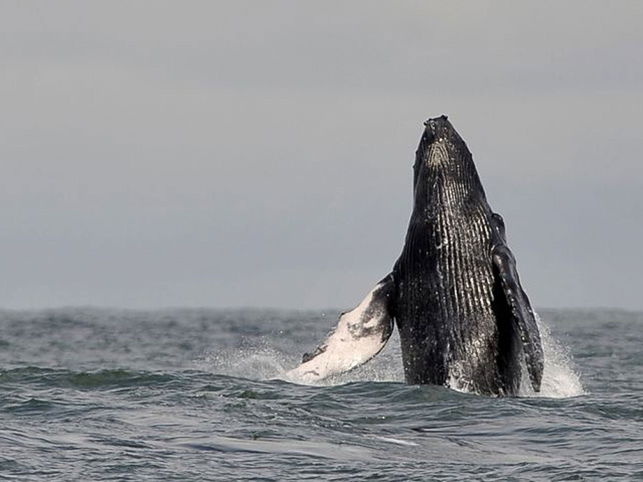 Rise up: Colombian humpback whale