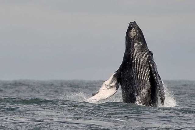 Rise up: Colombian humpback whale