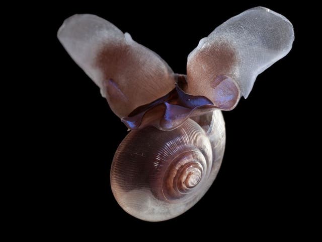 Ocean acidification caused by increased levels of carbon dioxide in the atmosphere is eating away at the shells of marine snails known as “sea butterflies”, the researchers said.