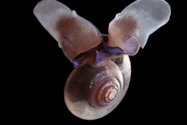 Ocean acidification caused by increased levels of carbon dioxide in the atmosphere is eating away at the shells of marine snails known as “sea butterflies”, the researchers said.