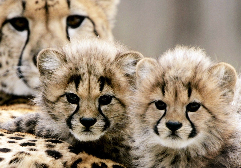 A new study says no object can provide as much lasting pleasure as "seeing a baby cheetah at dawn on an African safari"