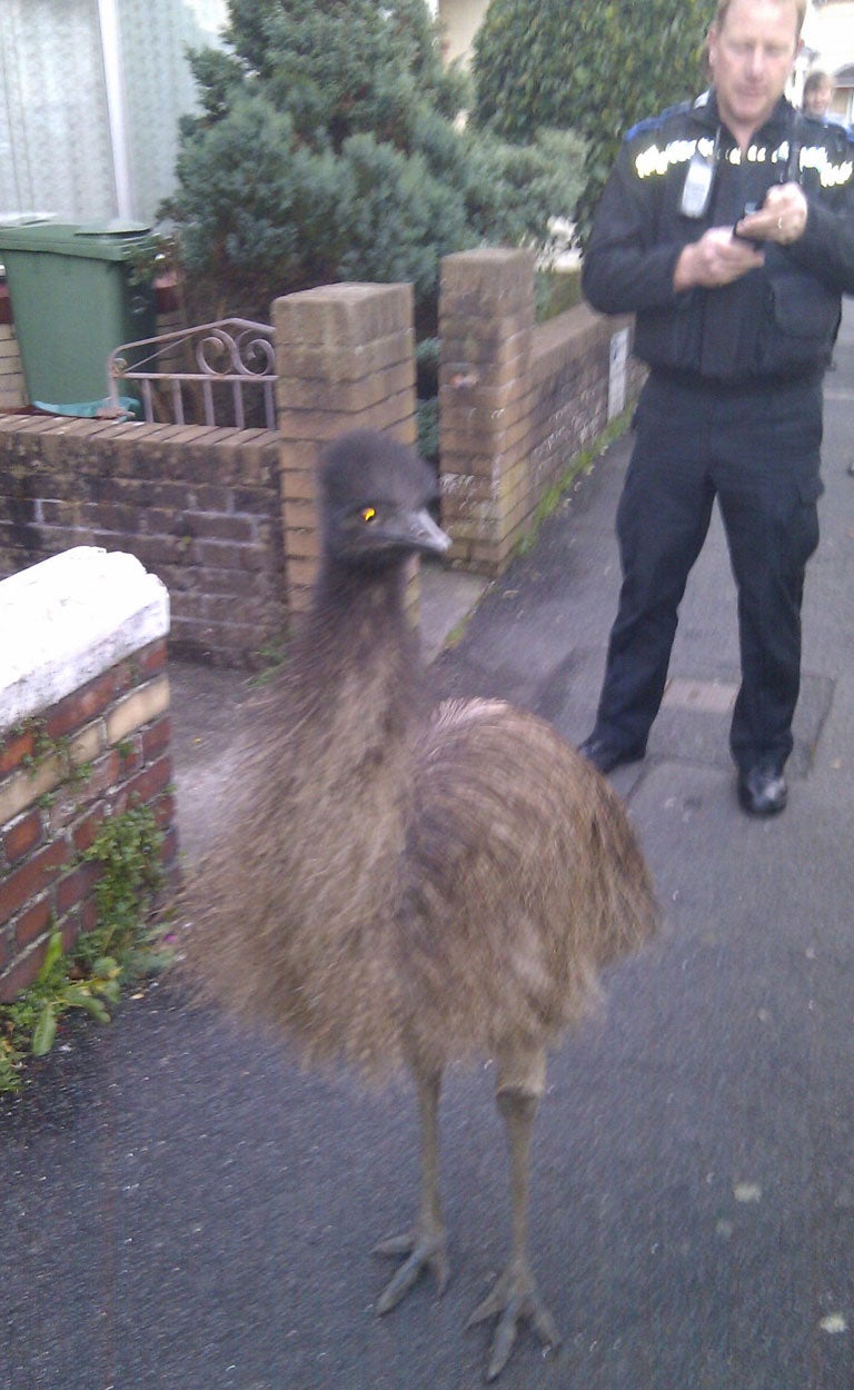 PCSO Steve Huxtable is seen coaxing an emu into a police car after it escaped and was seen walking around Barnstaple in North Devon