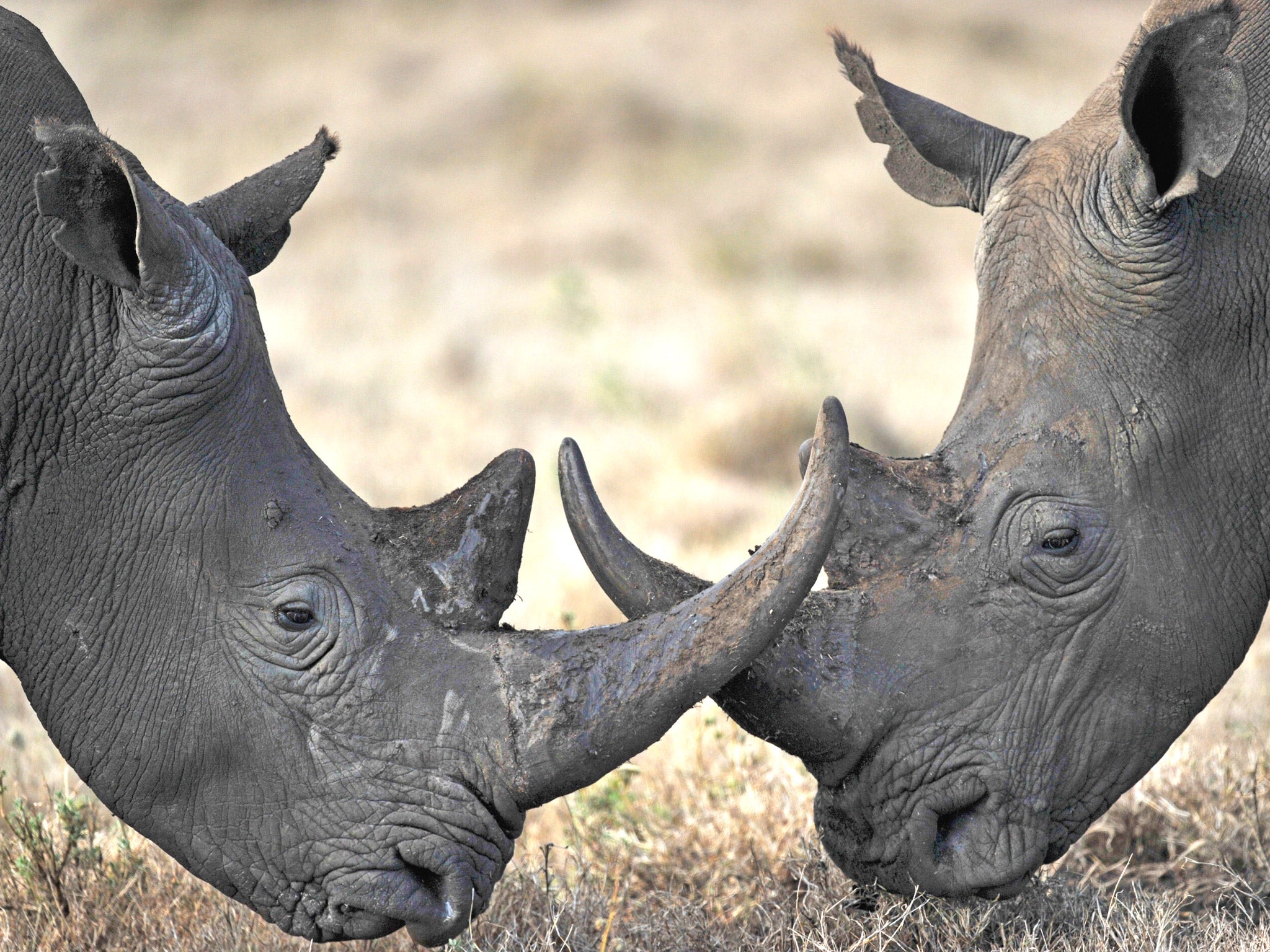 South Africa is home to about 20,000 rhinos