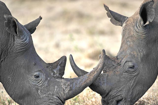 South Africa is home to about 20,000 rhinos
