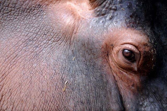 Exploring the darker corners of Colombia's history: Eye of a hippopotamus