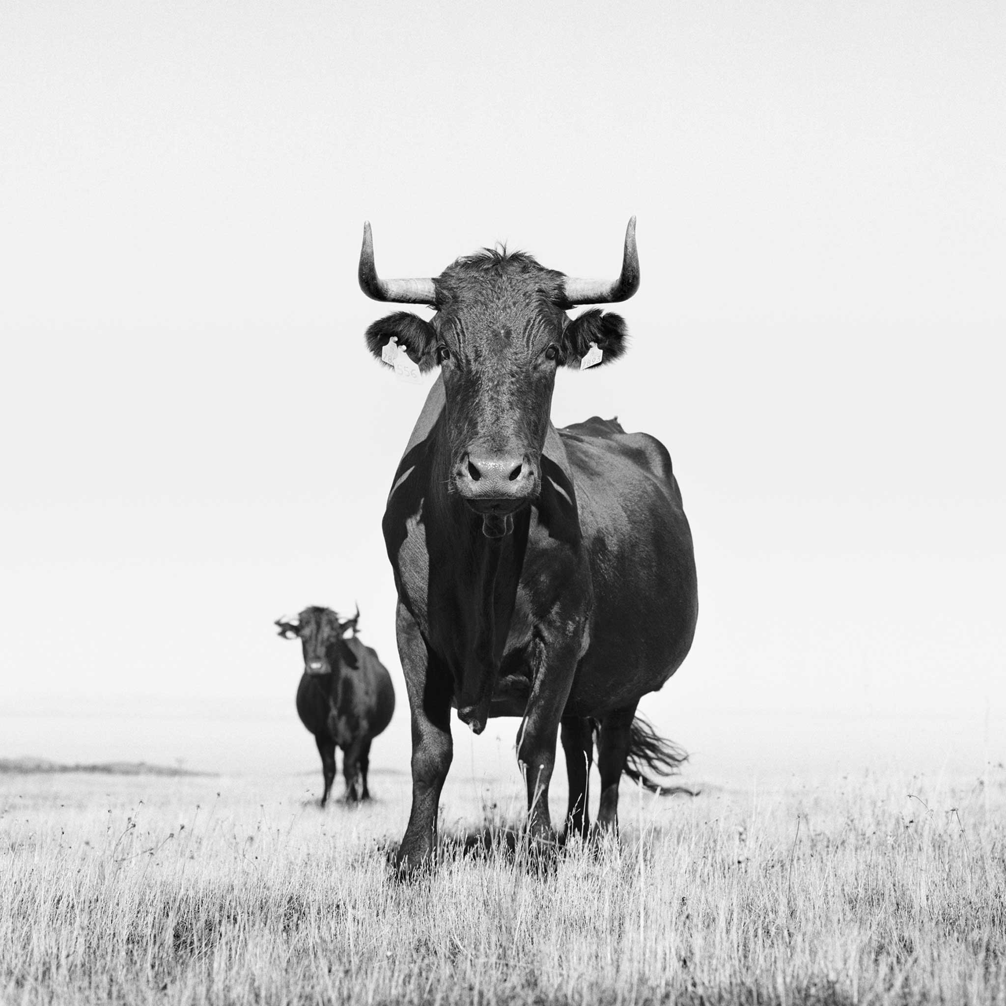 Avileña-Black Ibérica cow, shot in Castilla y Léon, Spain, 2001