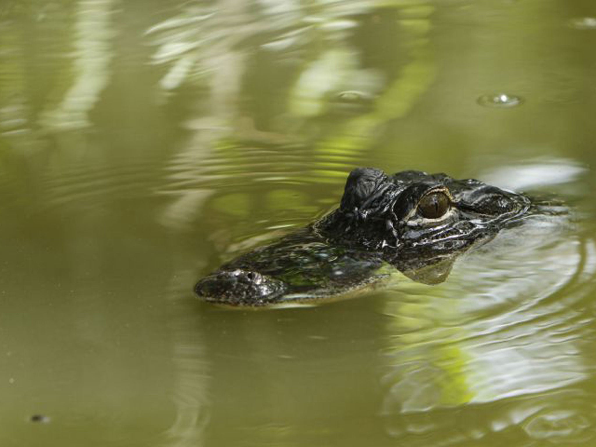 Gator aid: 'If attacked, hit the animal'
