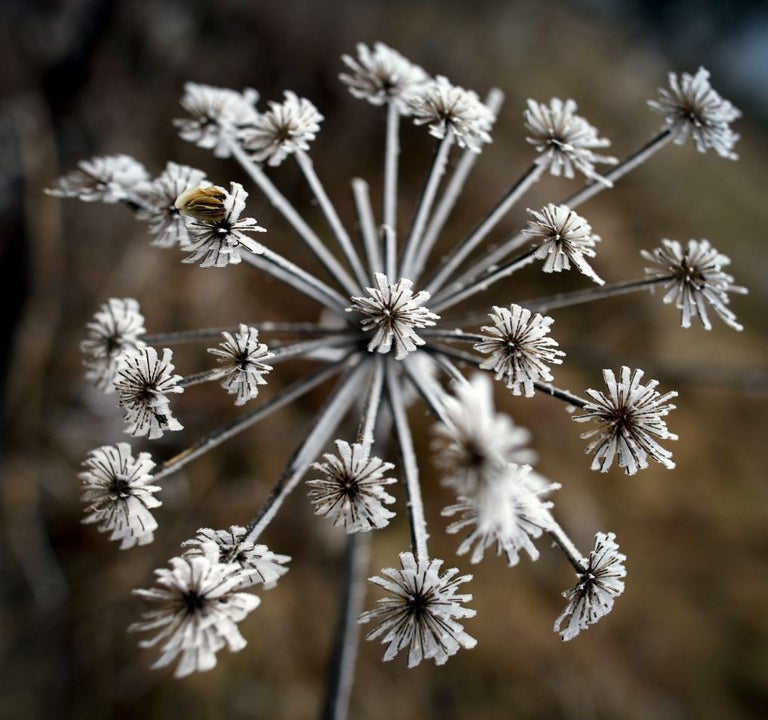 Hoar frost is visible on a flower yesterday