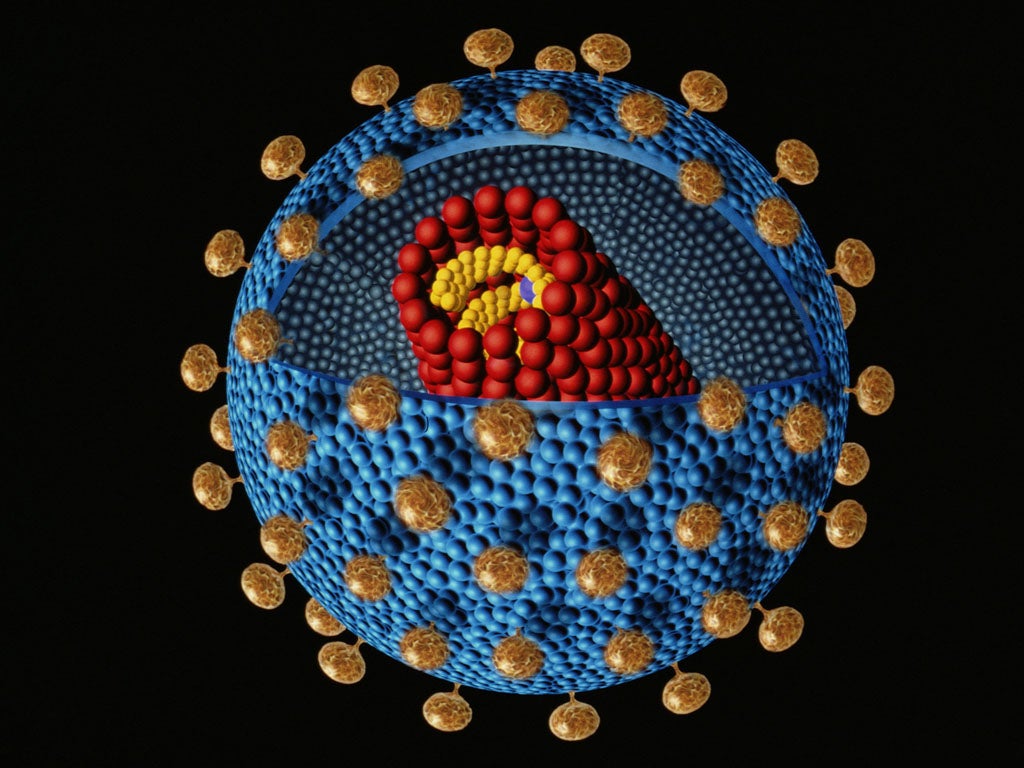 The HIV virus