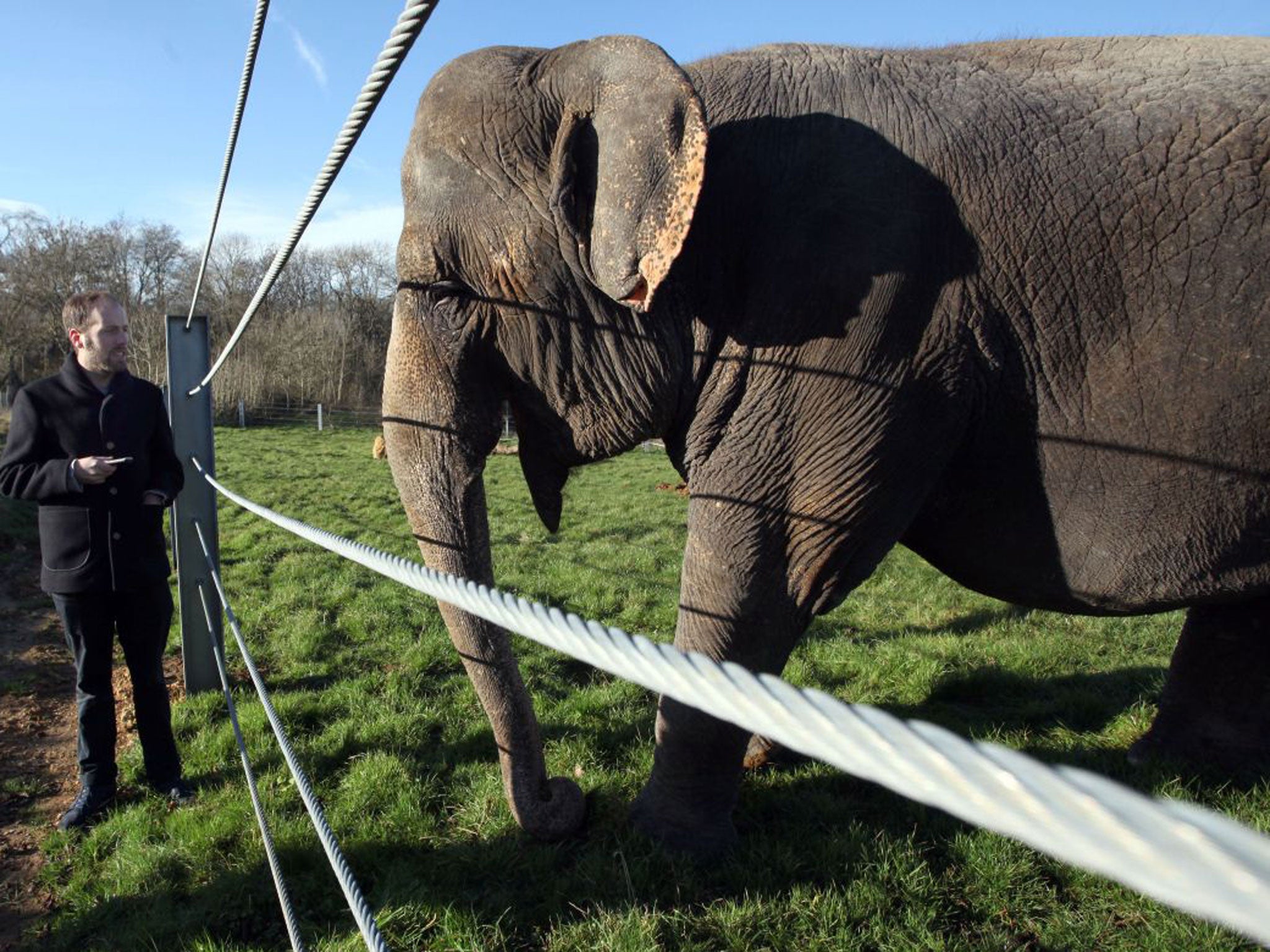 Simon Usborne gets to know Anne, Europe’s oldest elephant, who was secretly filmed being beaten at Bobby Roberts’ Super Circus