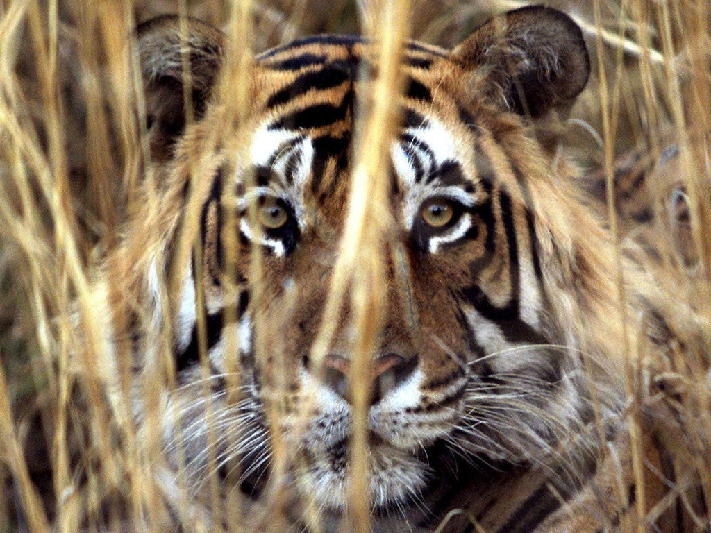 Tiger tourism in India has become popular again