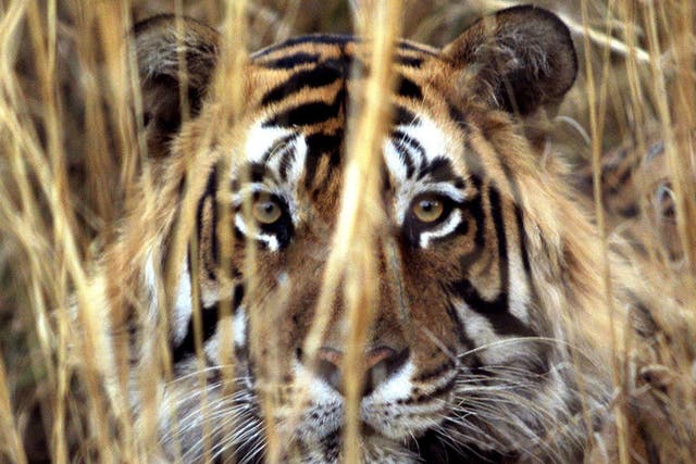 Tiger tourism in India has become popular again