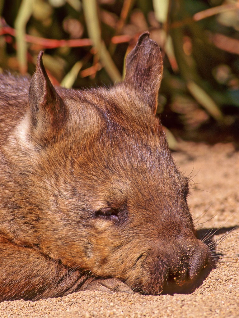 Bush Bulldozer: The southern hairy nosed wombat may be at risk of extinction