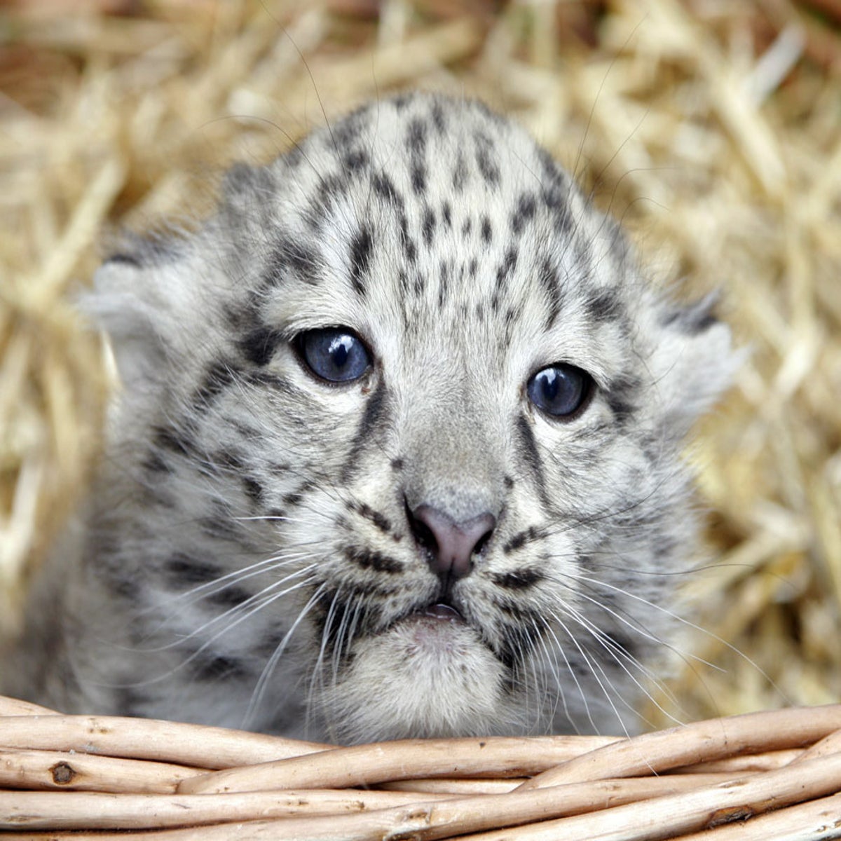 Adopt a Snow Leopard today