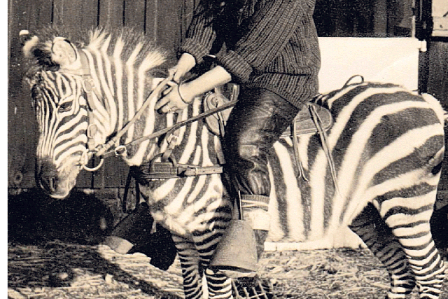 Casey astride Stripely, the zebra she attempted to mate with a horse