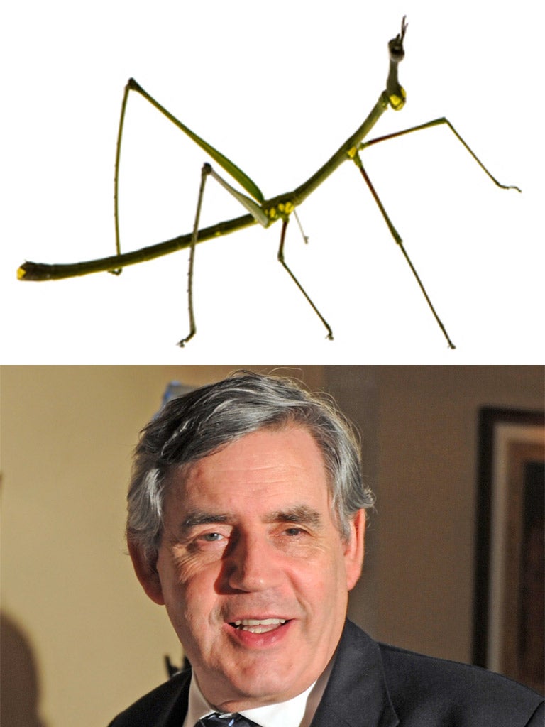 The former Prime Minister has lost his stick insect