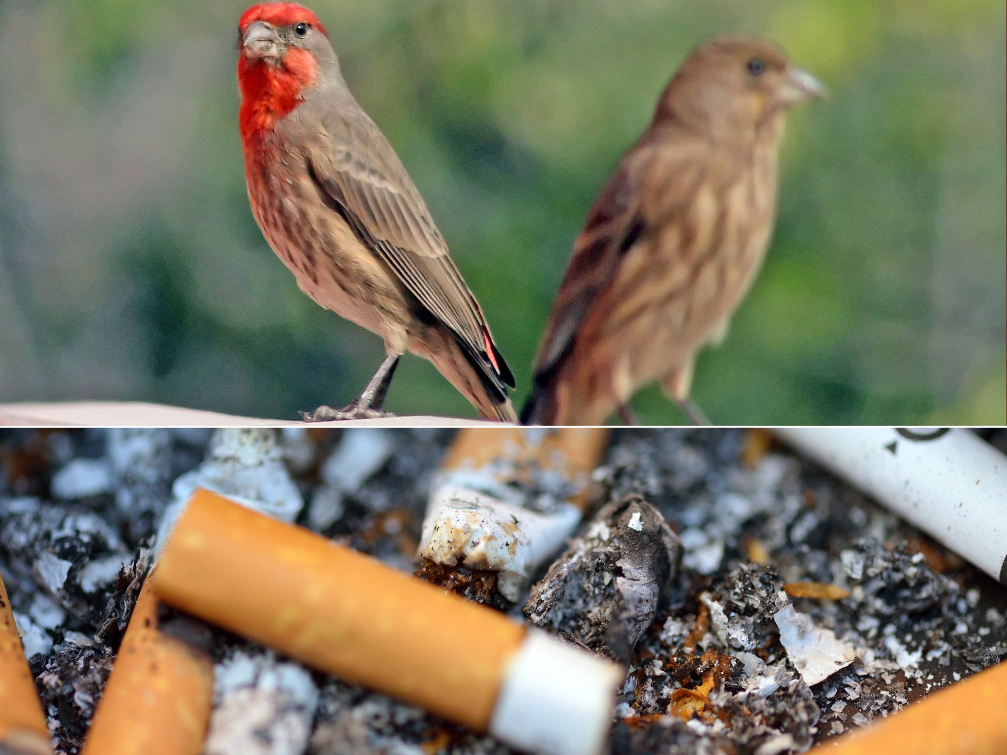 The house finch has learned to make the most of street litter - including cigarette ends