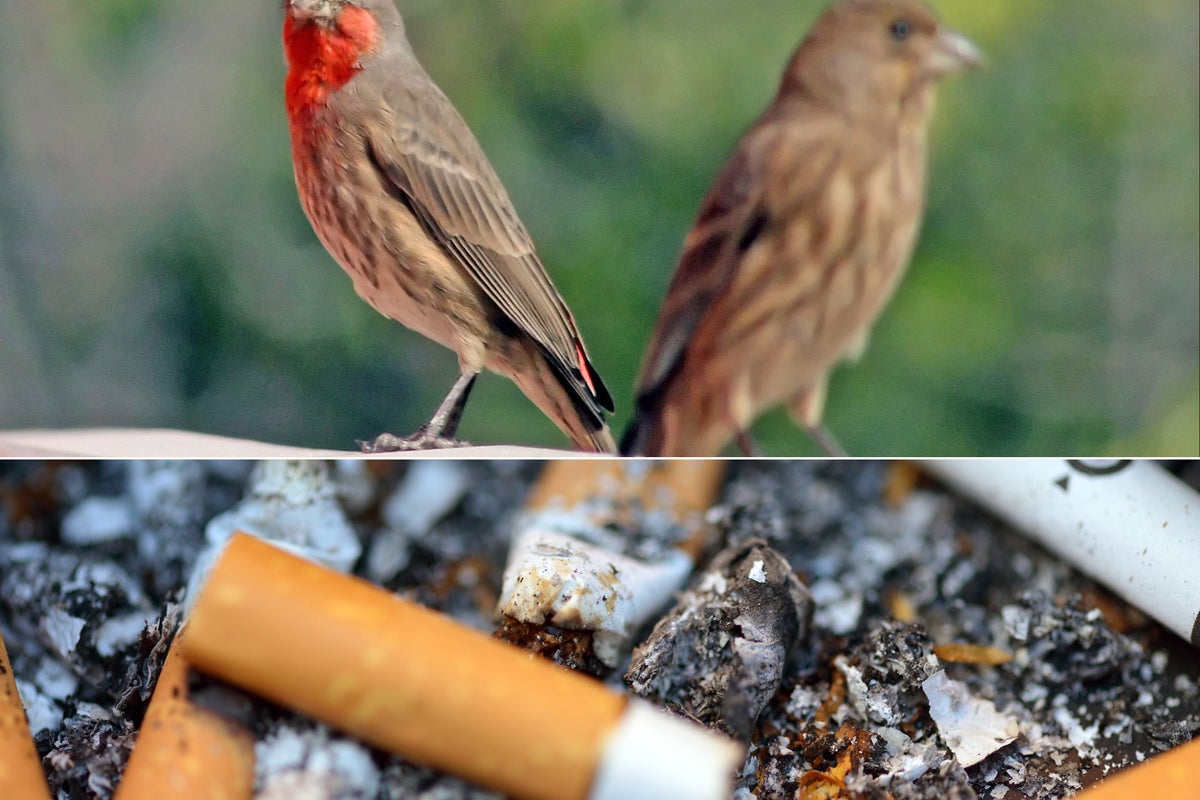 Marlboro palace: how city birds feather their nests | The Independent