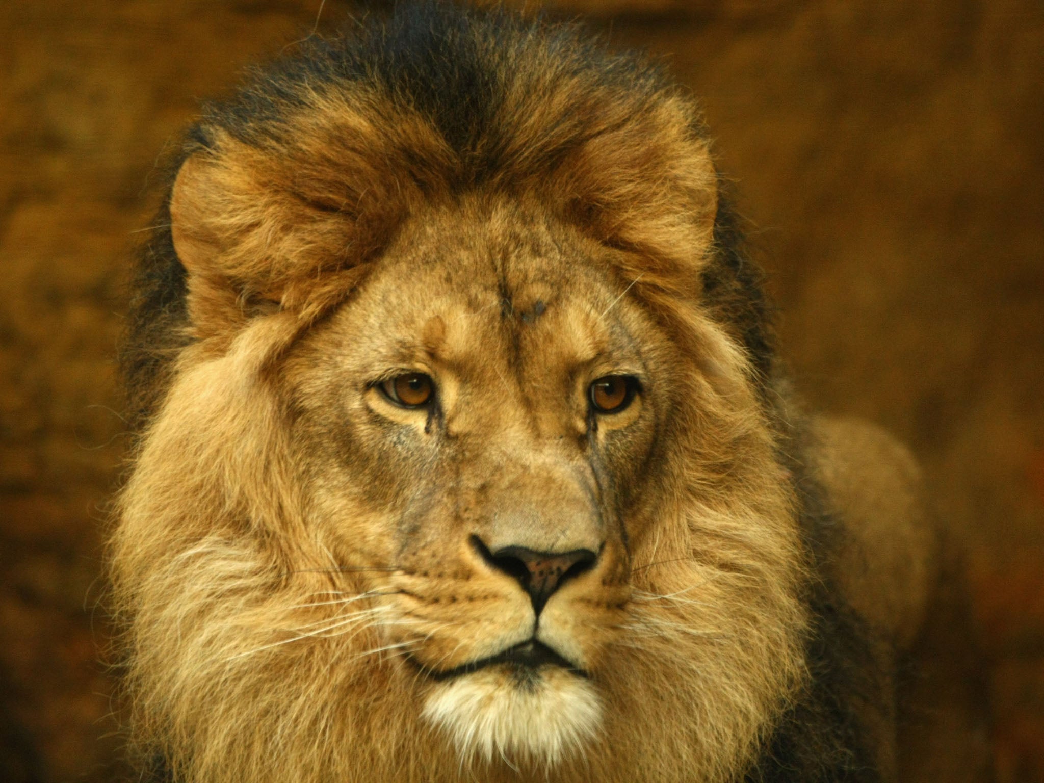 The African lion: its habitat is disappearing