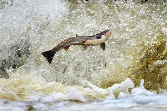 Genetically modified salmon could escape into the wild with devastating consequences for the ecosystem, a new study has warned