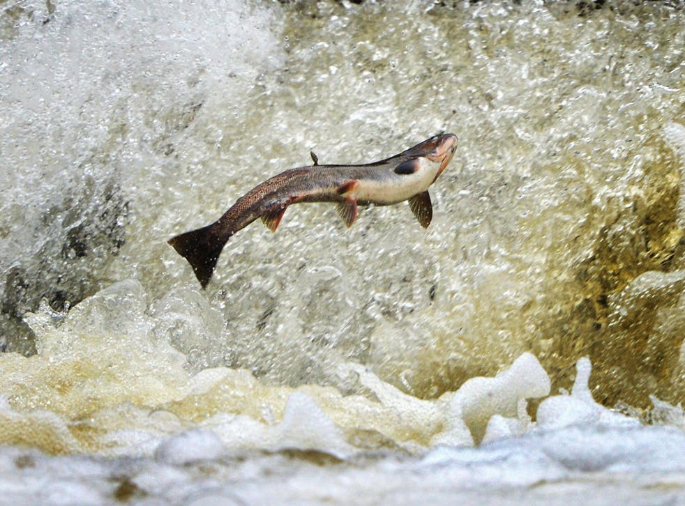 Genetically modified salmon could escape into the wild with devastating consequences for the ecosystem, a new study has warned