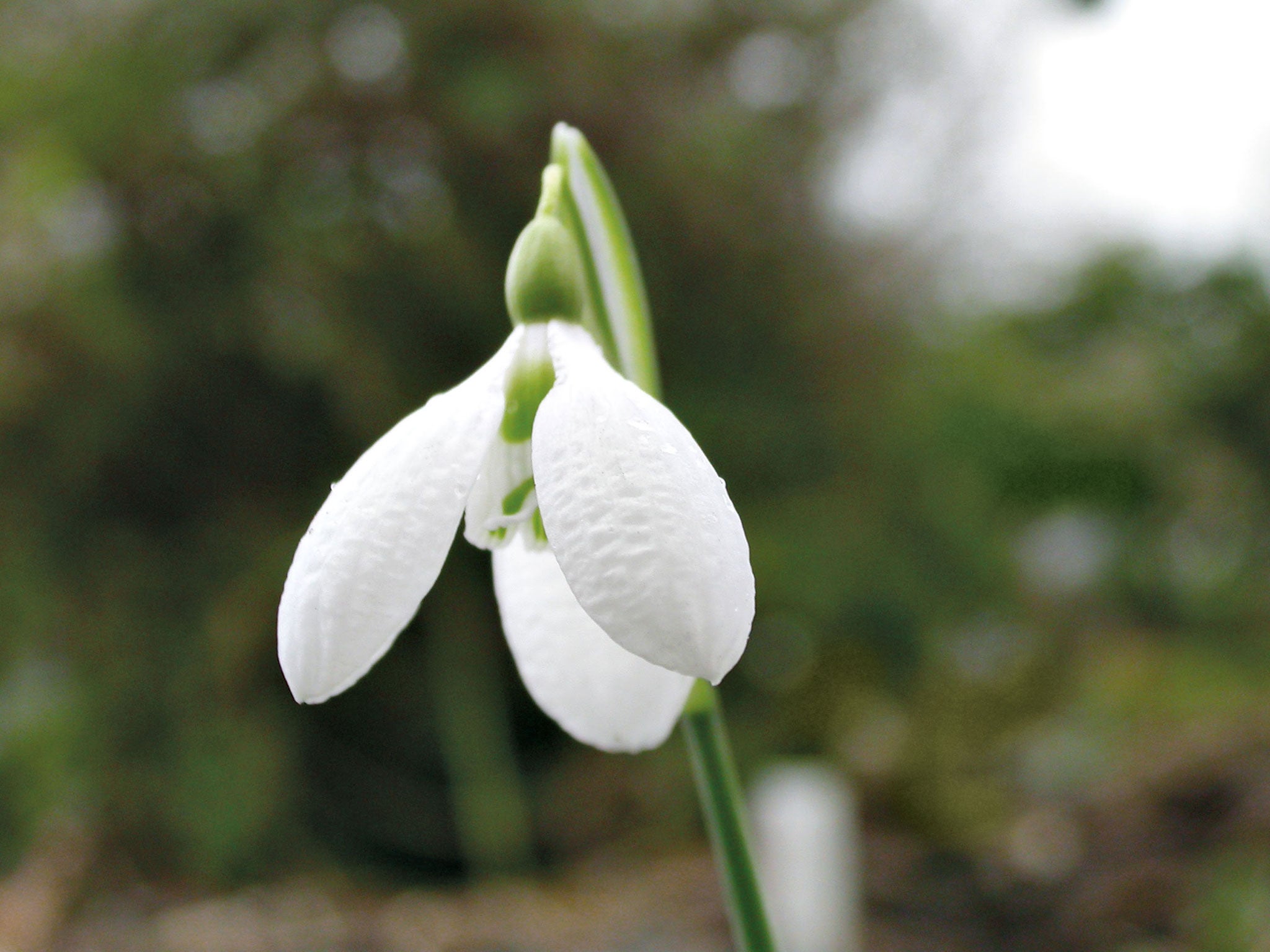 The early-flowering celadon snowdrop, from Snowdrops