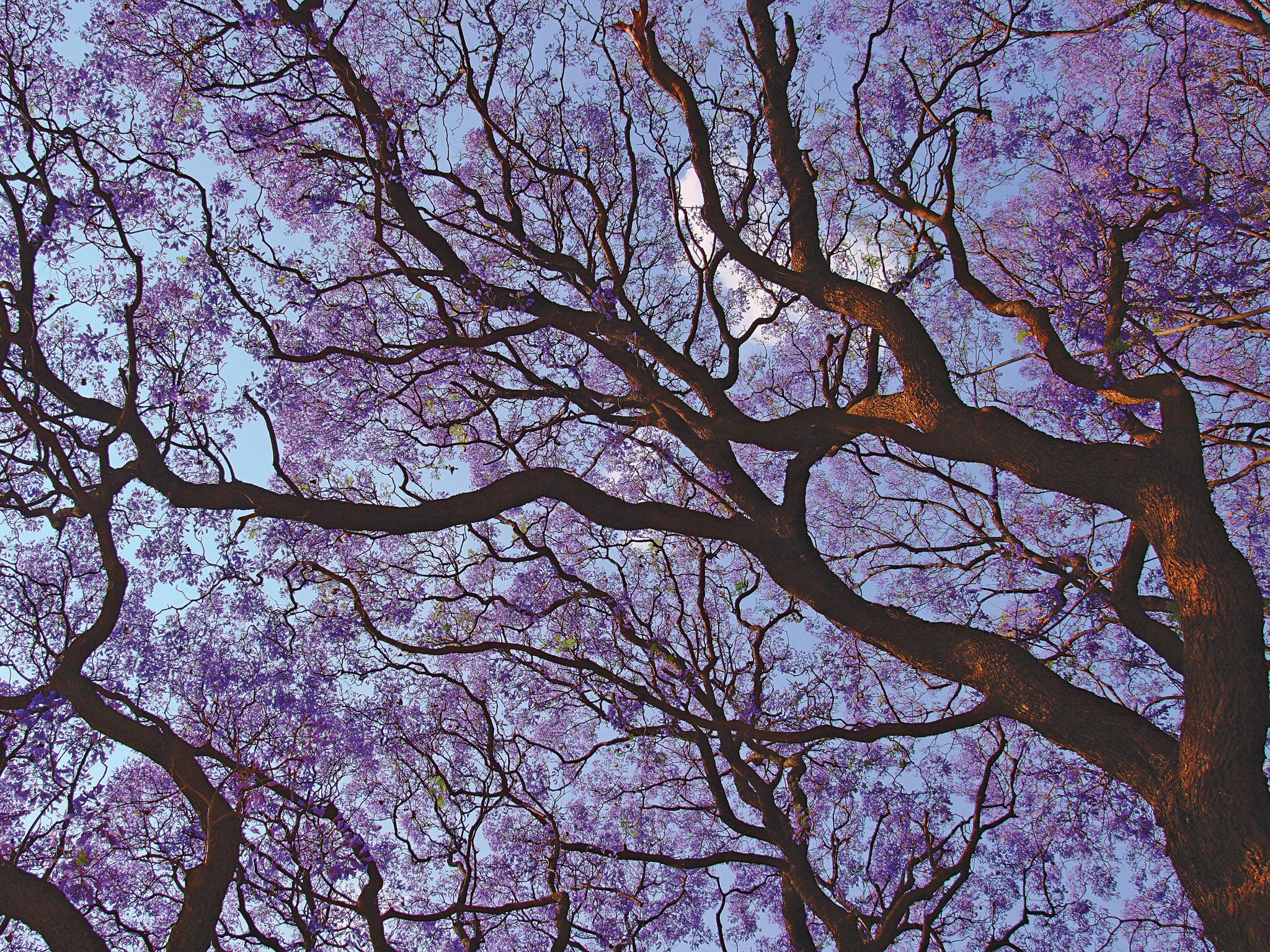A jacaranda tree, from The Beauty of Trees