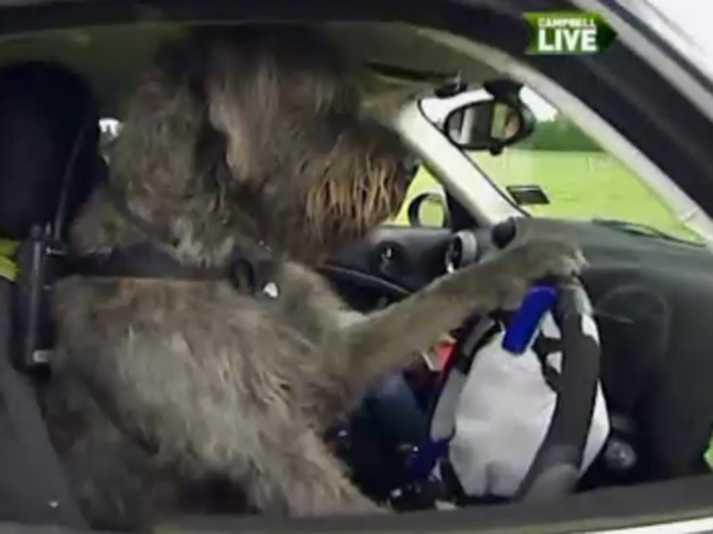 One of the dogs that has been trained to drive a car