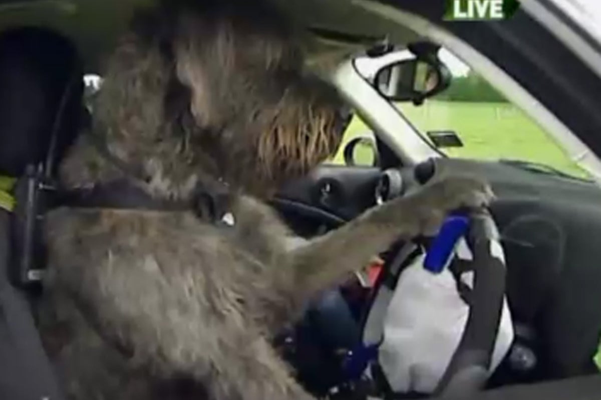 Video: Dogs taught to drive cars | The Independent | The Independent