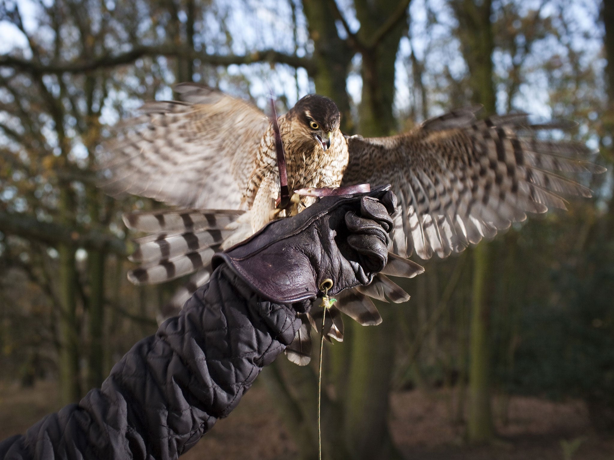 Golden Eagles Dying In Suspicious Circumstances Linked To