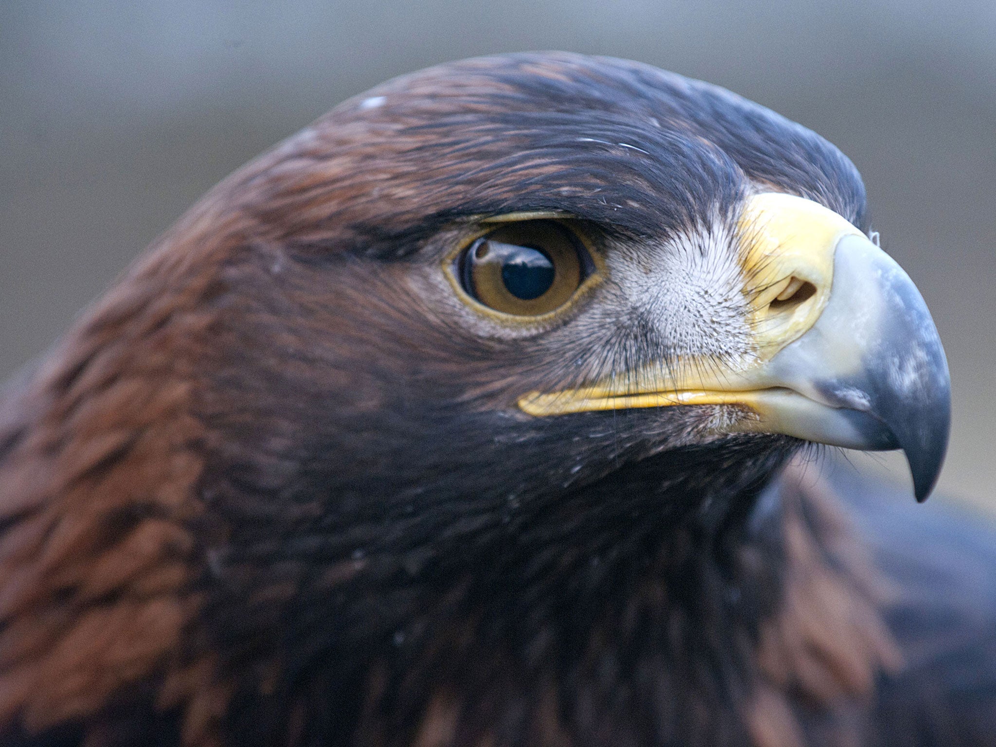 Golden Eagles Dying In Suspicious Circumstances Linked To