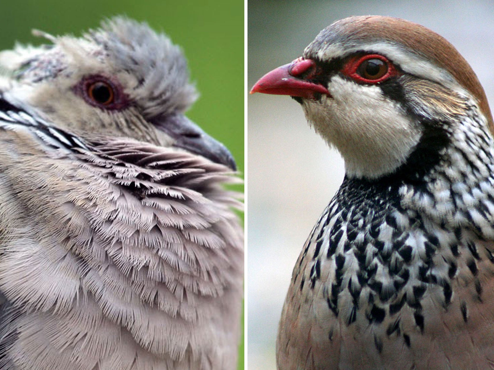 Traditional Christmas birds the Turtle Dove and Grey Partridge are disappearing from many parts of Britain