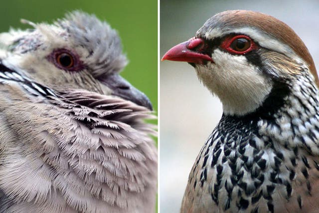 Traditional Christmas birds the Turtle Dove and Grey Partridge are disappearing from many parts of Britain