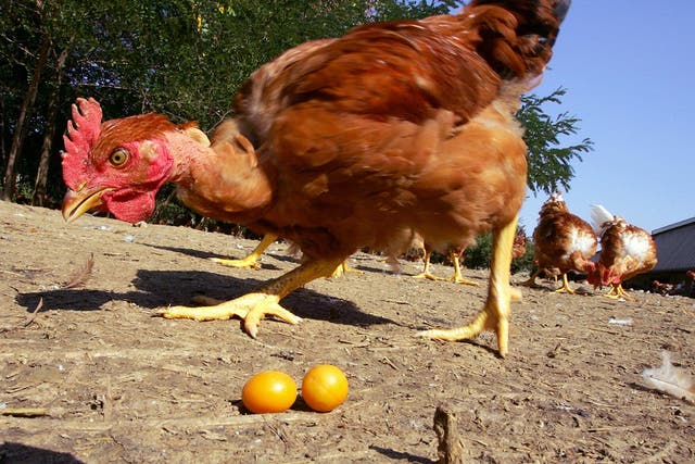 The NHS has been criticised by the RSPCA for not serving enough free range eggs