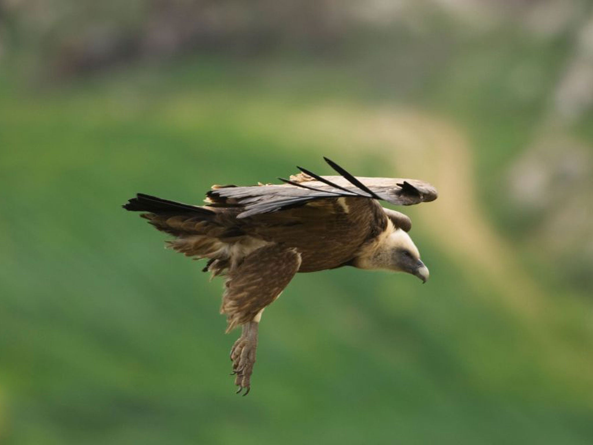 The Griffon vulture was fitted with a GPS transmitter