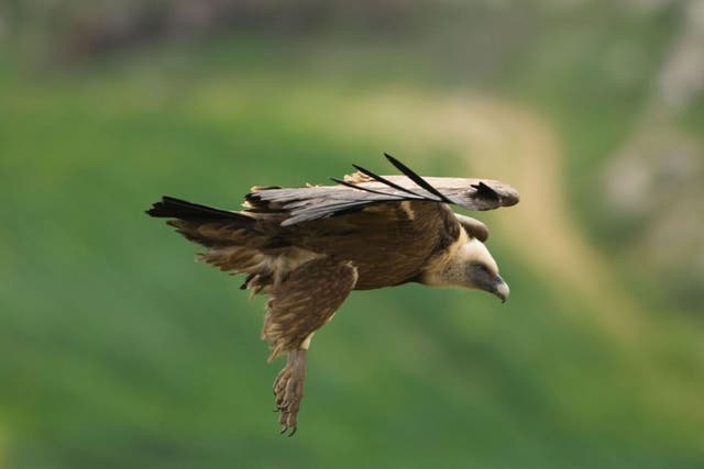 The Griffon vulture was fitted with a GPS transmitter 