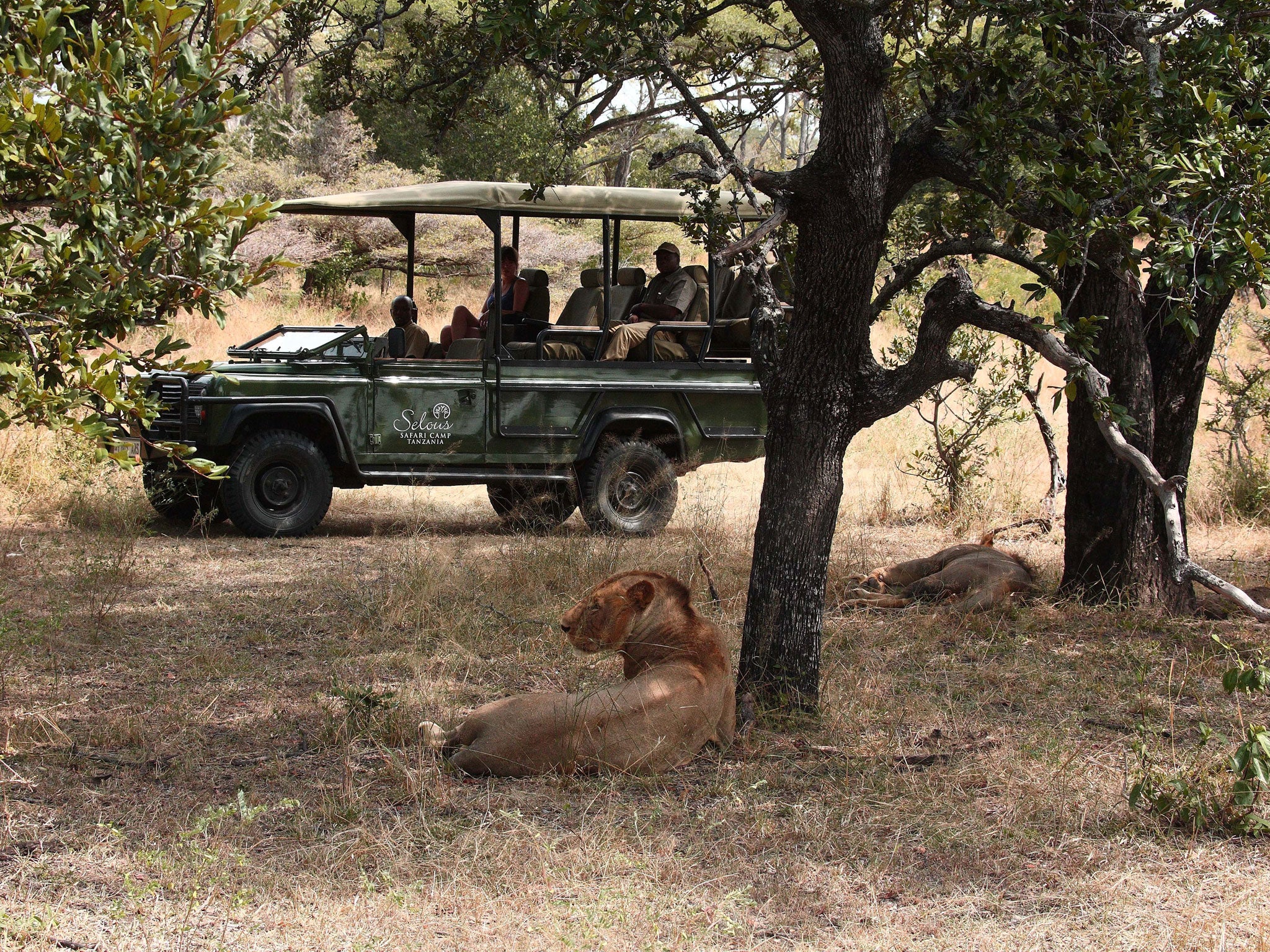 Tanzanian safari parks promise close encounters with lions