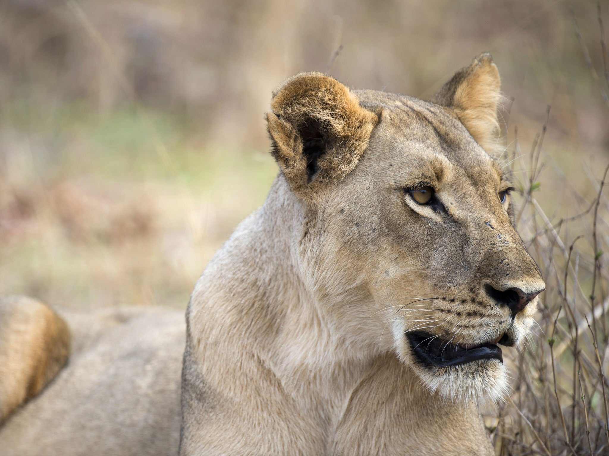 African lions are under threat, as their habitat has shrunk
