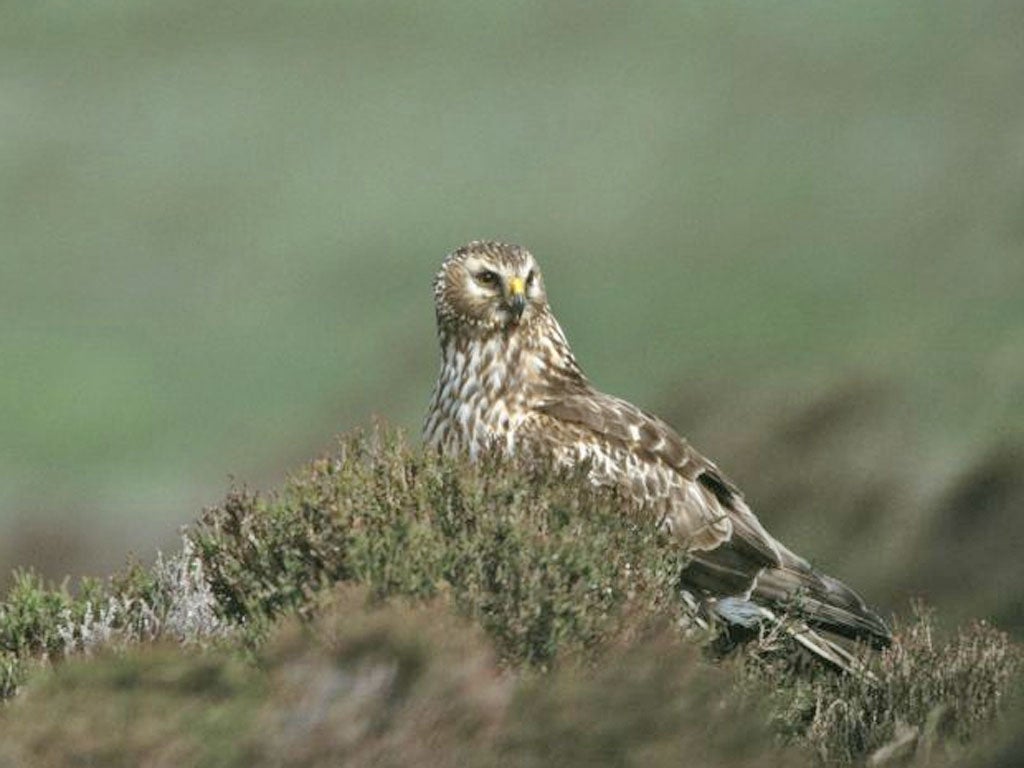 Only one breeding pair of hen harriers remains in England