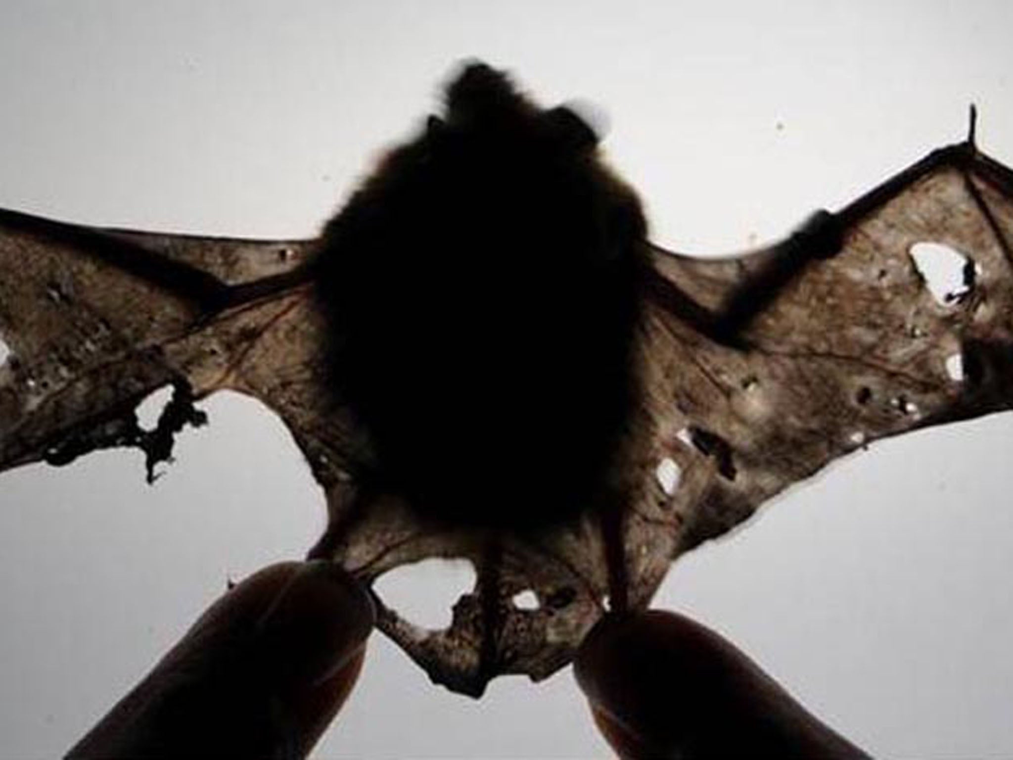 BATS: A small brown bat is shown in May after coming out of hibernation with torn wings, a symptom associated with Immune Reconstitution Inflammatory Syndrome