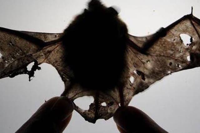 BATS: A small brown bat is shown in May after coming out of hibernation with torn wings, a symptom associated with Immune Reconstitution Inflammatory Syndrome 