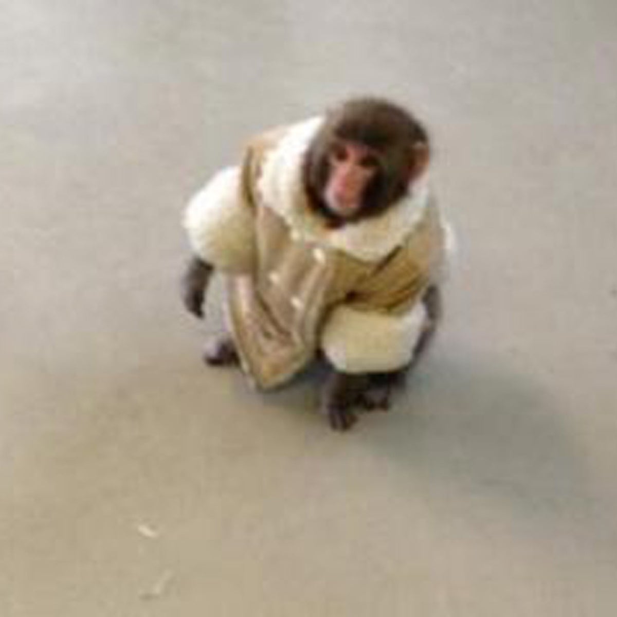 The best of the Ikea Monkey memes from around the internet, The  Independent