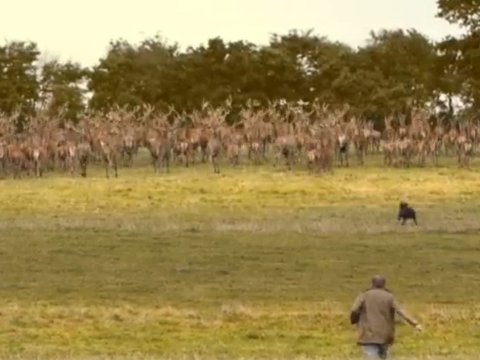 Fenton! The viral video is remastered The Independent The Independent